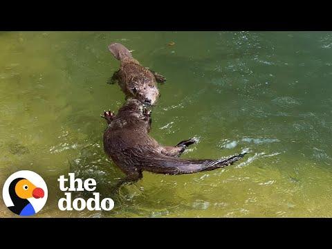 Rescued Beaver And Otter Are Totally Inseparable