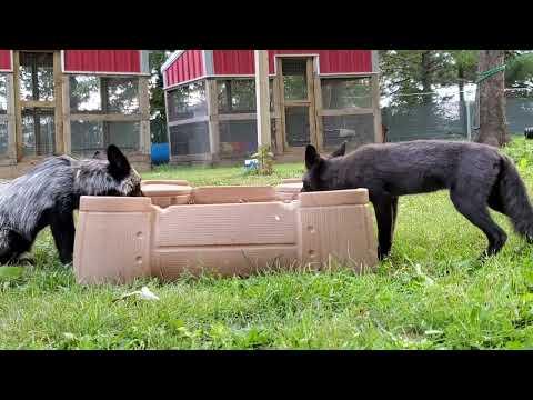 Evening play with Emmie and Serafina fox pup! #Video