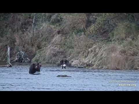 Bald Eagle Not Sharing Its Fish With Bear #Video