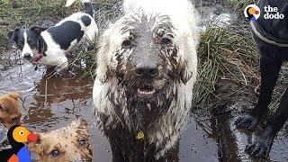 Swamp Dog Loves To Dunk His Head Pools Of Mud - TOBY | The Dodo