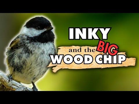 Big Wood Chips Give Inky the Chickadee a Hard Time in the Nest Box | Cute Bird Nest Behavior #Video