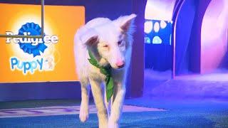 Puppy Profile: Moonshine the Border Collie | Puppy Bowl XIV