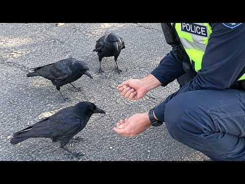 These Are Definitely the Smartest Birds Ever #video