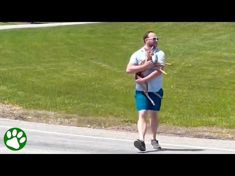 Kind man rescues baby deer #Video