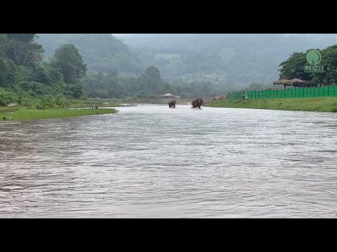 Rescued Elephants Run To See Their Friend From The Other Side Of The River - ElephantNews #Video