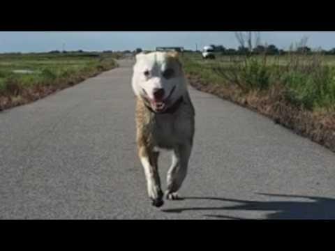 Storm chaser meets mystery dog. Now they are soulmates. #Video