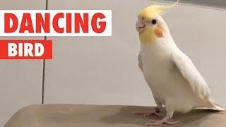 Bird Tap Dances On Everything | Dancing Queen