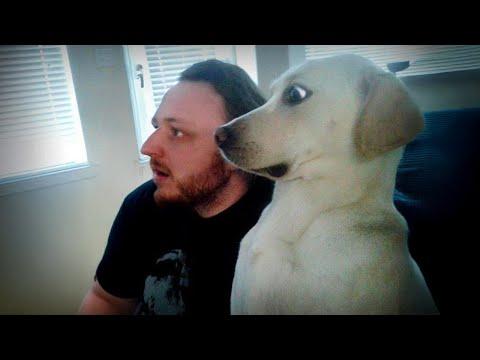 When Your Dog Is a Reflection of You | Funny Dog and Human Video
