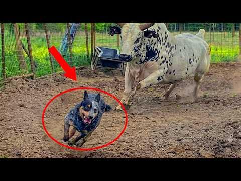 Don’t Tell Anyone Farm Animals Are Even More DRAMATIC! #Video