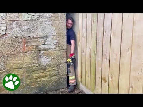 Brave fireman hears cries for help coming from between the walls #Video