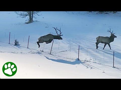 Heroes come to the rescue when elk gets stuck jumping fence #Video