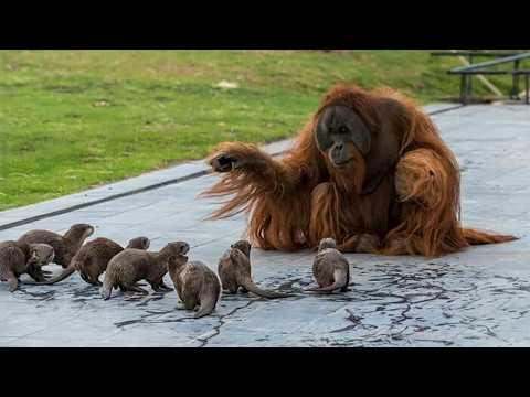 The Cutest Animals ADOPTING Other Animals You've Ever Seen! #Video