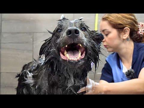This Rare Dog Breed is Both STUNNING and Intense #Video