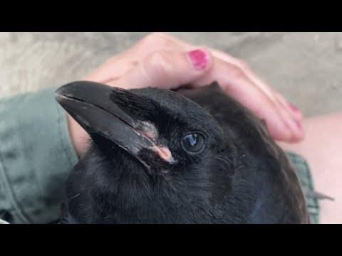 Woman Raises Crow And Helps Him Return To The Wild #Video