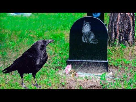 Crow came to its best friend's funeral, but what happened next... #Video