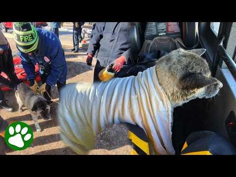 Dog trapped in icy water saved by firefighters #Video