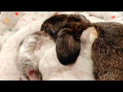 Lonely bunny finally gets a friend #Video
