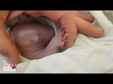 Tiniest Pink Baby Wombat Gets Cuter Every Day  | The Dodo Heroes Season 2