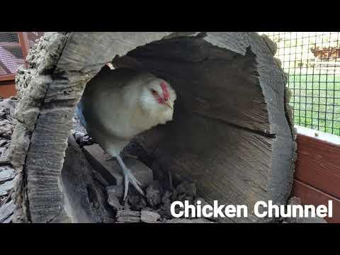 Chicken Playground Video