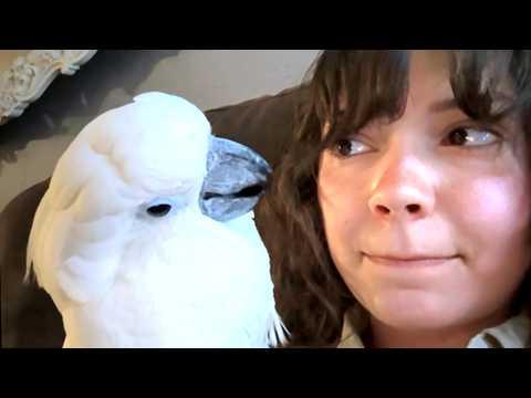 Sad Cockatoo Has Hilarious Reaction To Adoption #Video