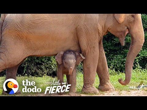 Tiniest Baby Elephant Copies Everything His Mom Does