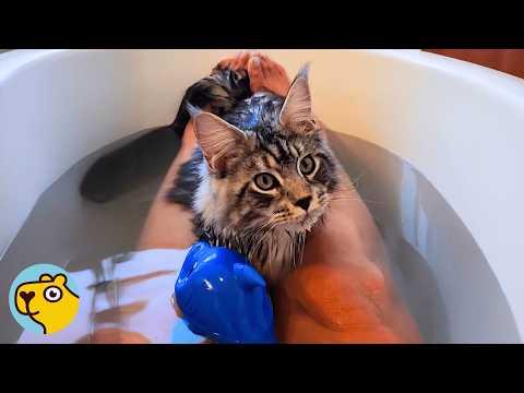 Huge Cat Thinks He’s A Bathtub Life Guard #Video