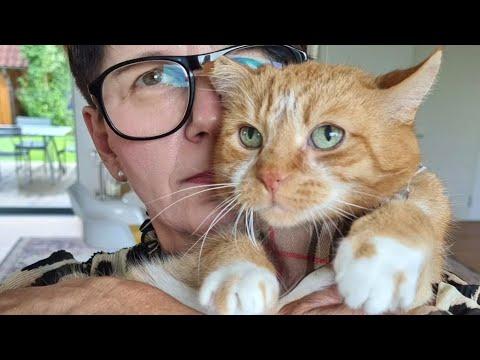 Nobody would adopt this senior cat. A woman gave him everything. #Video