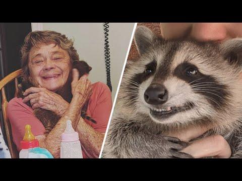 Grandma becomes best friend with raccoon #Video