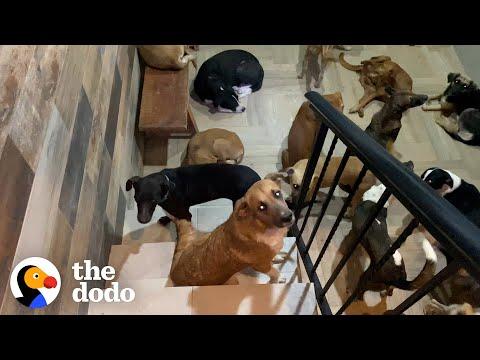 Guy Brings 300 Dogs Into His House During A Hurricane | Video