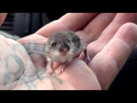 Man does sweetest thing for lonely street mouse #Video