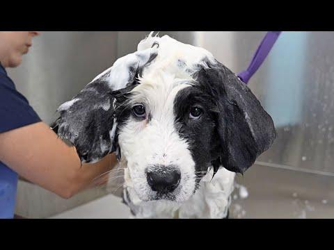 Dumb & Dumber at the Groomer: Meet Hudson & Hicks #Video