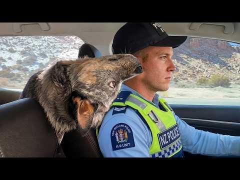 When God Accidentally Makes Your Police Dog a Comedian #Video