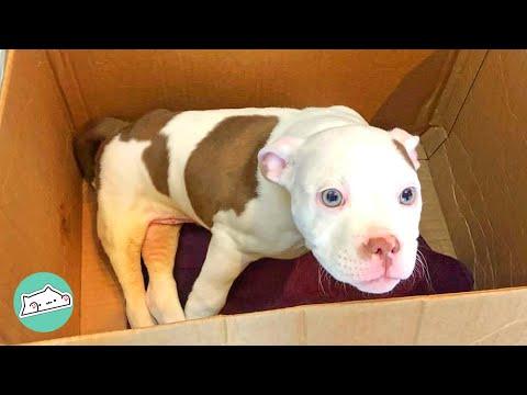 Puppy Wasn't Ideal for Breeder Now Finds His Forever Home #Video