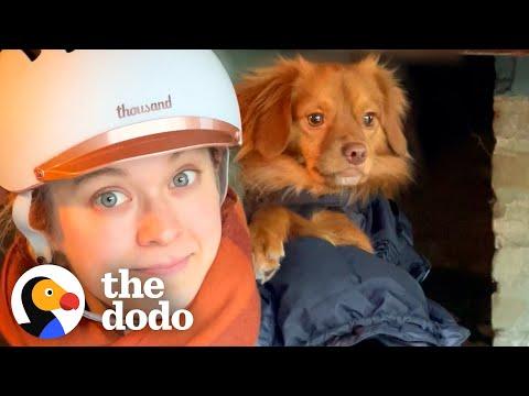 Terrified Stray Dog Becomes The Protector Of The House #Video