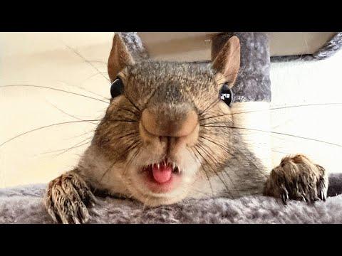 Woman adopts lonely baby squirrel. She returns the favor by chewing everything in house. #Video