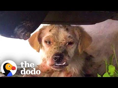 Woman Spends A Month Trying To Rescue This Dog #Video