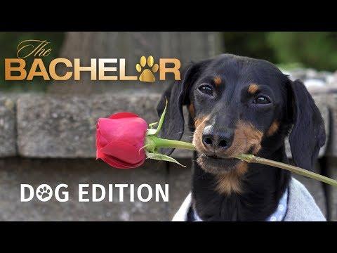 The Bachelor: Dog Edition! - Who Will Crusoe Give the Rose to?