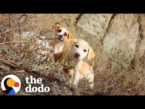 Couple Stumbled On Stray Puppies In Italy #Video