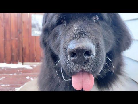 A giant dog with a giant heart | Newfoundland Dog #Video