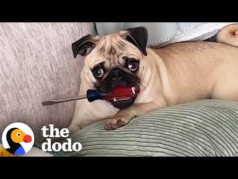 Pug Steals The Weirdest Things For Attention #Video