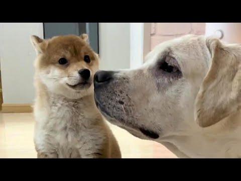 Family Dog Gets a Pup Friend of His Type #Video