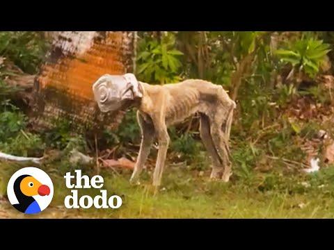 Stray Dog With Jar Stuck On Head For Weeks Comes Out Of Her Shell #Video