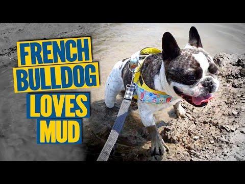A TYPICAL WALK WITH A FRENCH BULLDOG Video:)