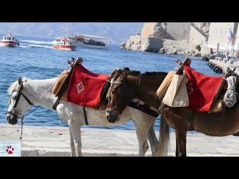 Daily life of the working mules in Hydra, Greece