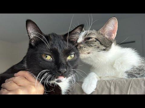 Disabled cat is so happy to make a friend #Video