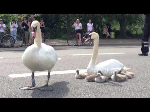 Swan family controls traffic in Denmark #Video