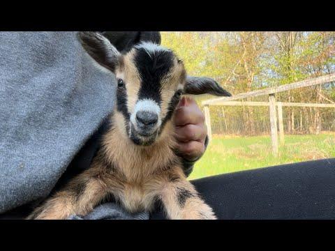 Newborn baby goats Moxie & Moose #Video