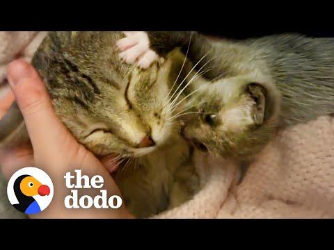 Kitten Left Without a Home is Adopted by One Special Momma #Video