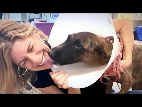 Guy Promises Just To Foster This Rescue Dog #Video