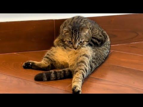 Laugh-Out-Loud Cat Adventures - Funny Cat Moments 2024 #Video